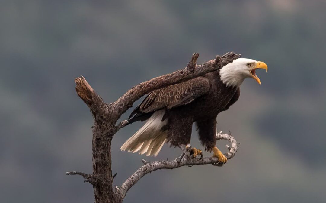 The Majesty of the Bald Eagle: America’s Bird of Prey