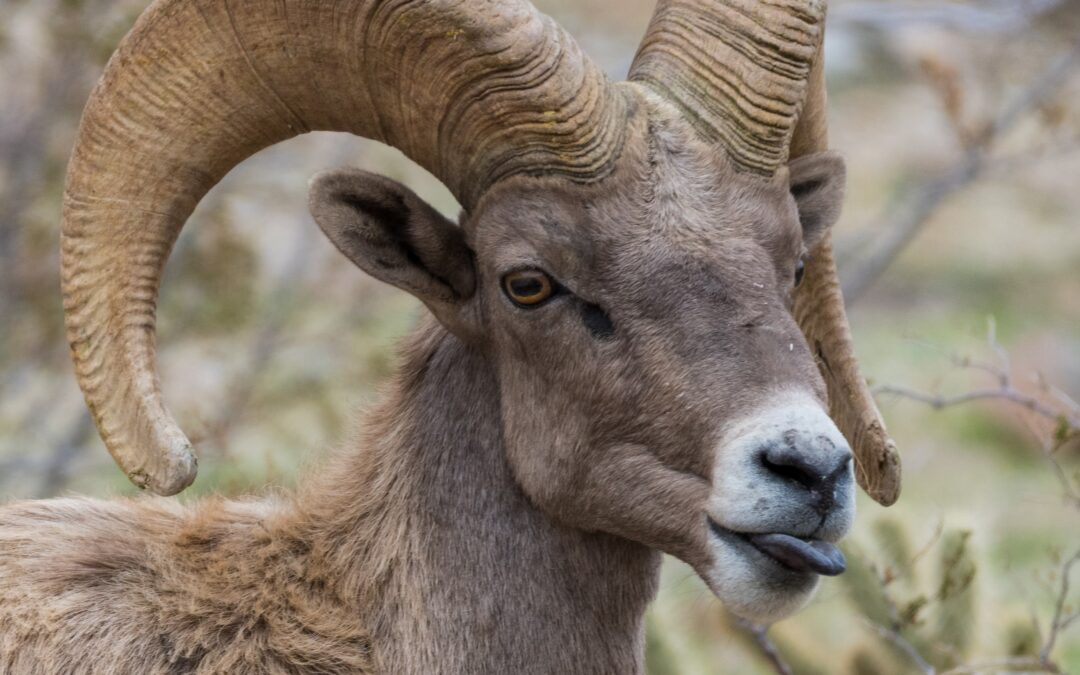 The Rocky Mountain Monarchs: Bighorn Sheep